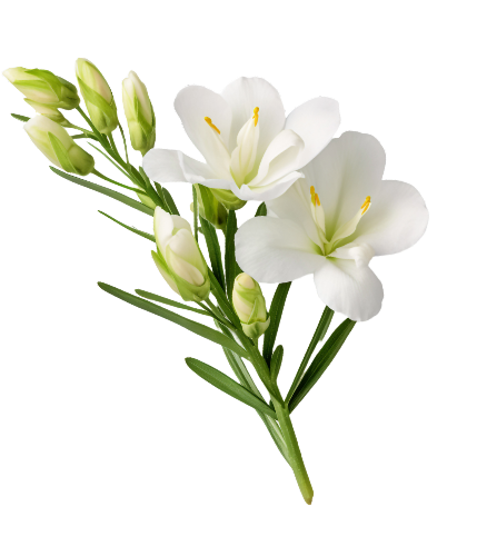 white-flower-plant